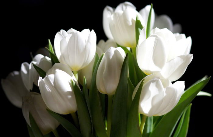 white-flowers-images-and-wallpapers-6